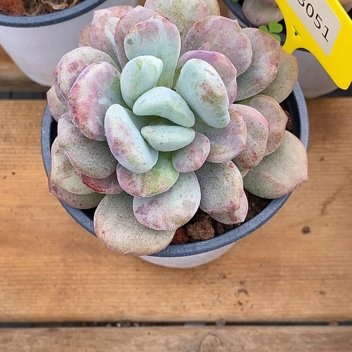 烟**晨金汇园艺913051花班鹿石化锦