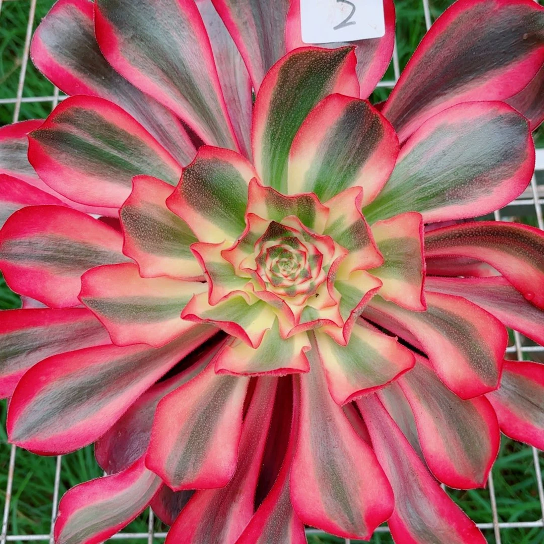 一物一拍多肉法师02