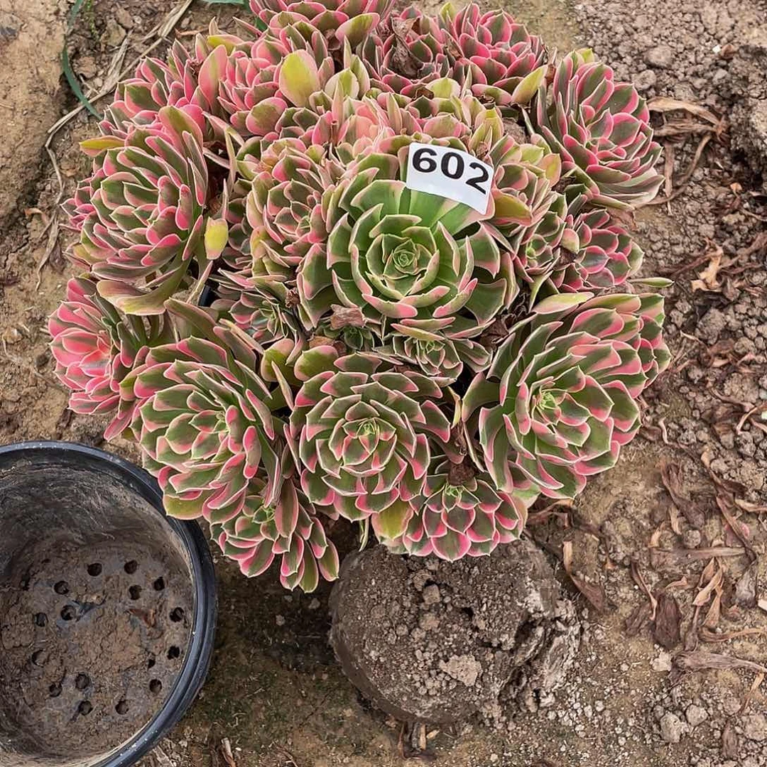 多肉法师602号花样发货不包损