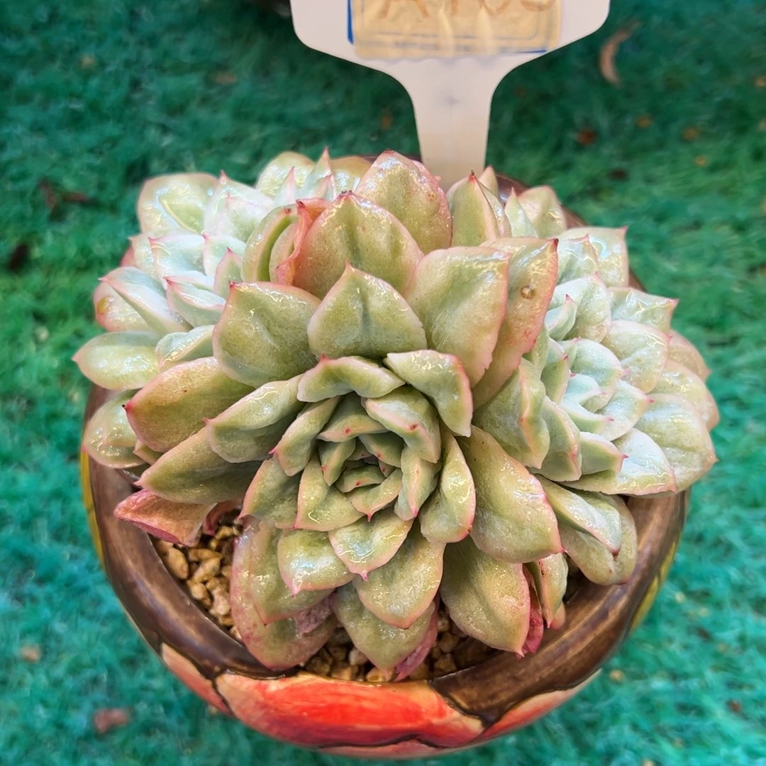 泡泡纱群，，，，，，，，，，，，，