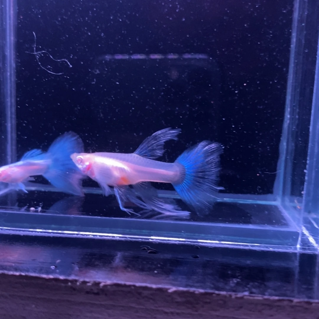 孔雀鱼蓝白绣球一对