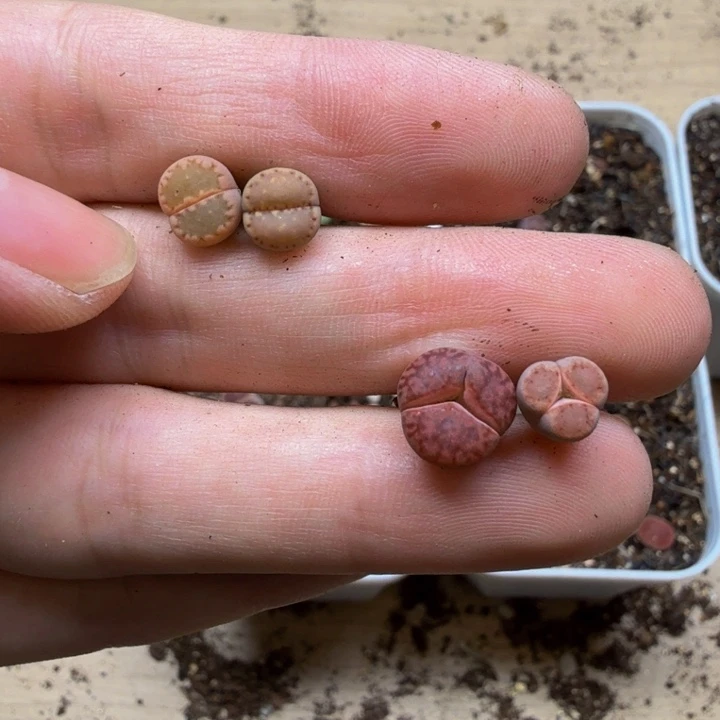 十***一多肉植物的生长577