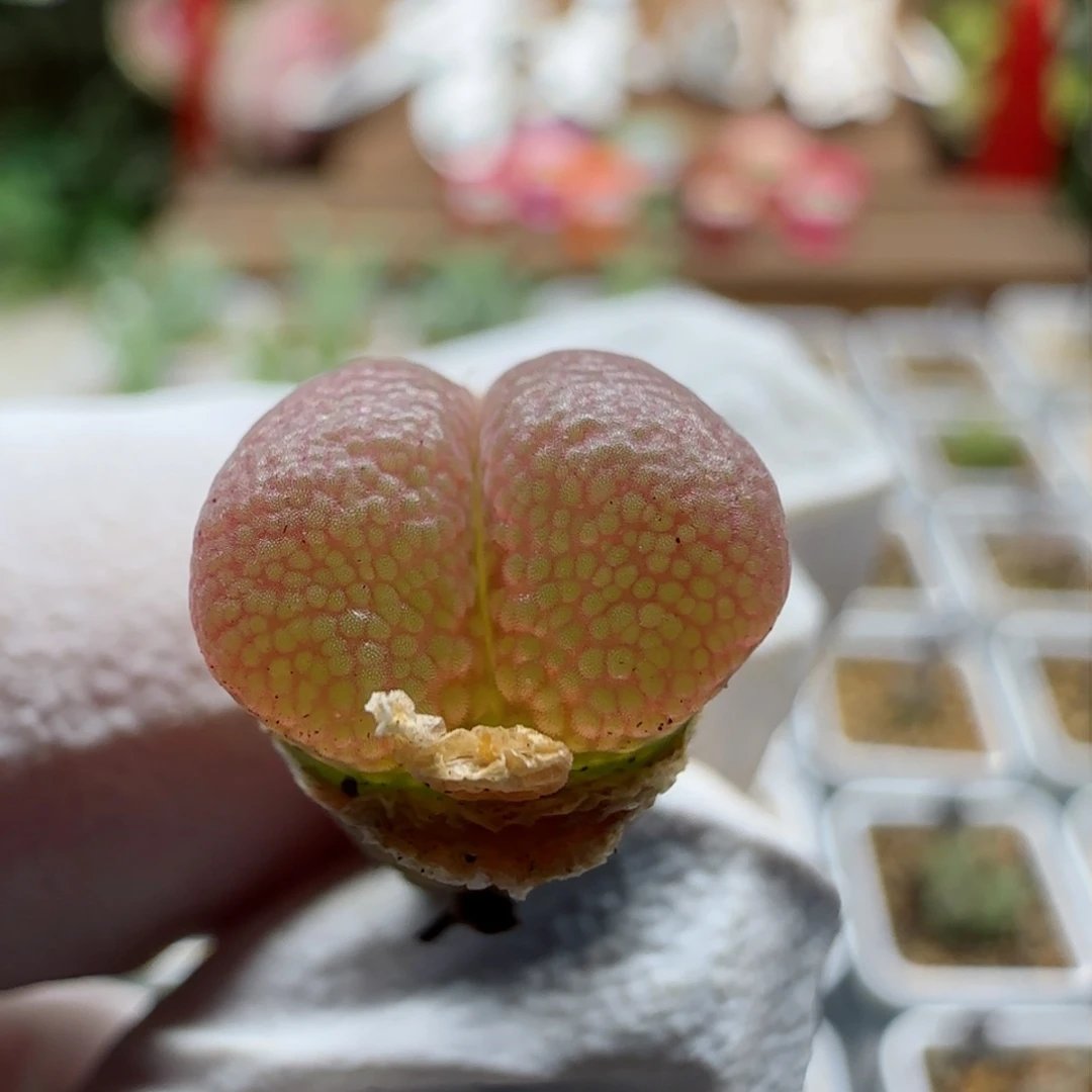 大*?2-17绝绝子风铃1.1cm多肉