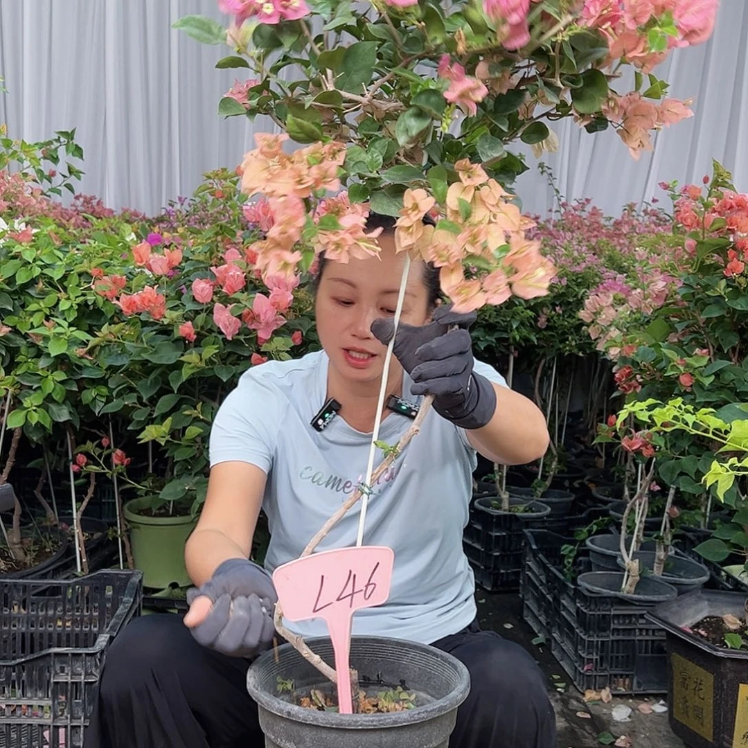 爱***姐当前无花栽培后可以开花L46米罗