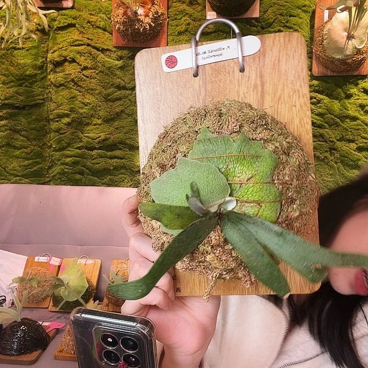 不开花植物Mr.oat