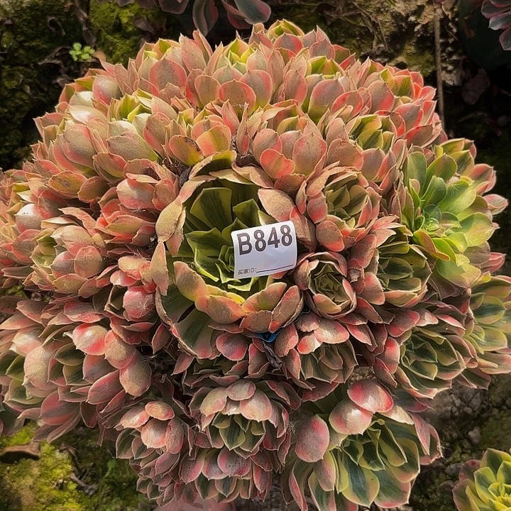 蓝***优女妖9-22-848偏远不包邮