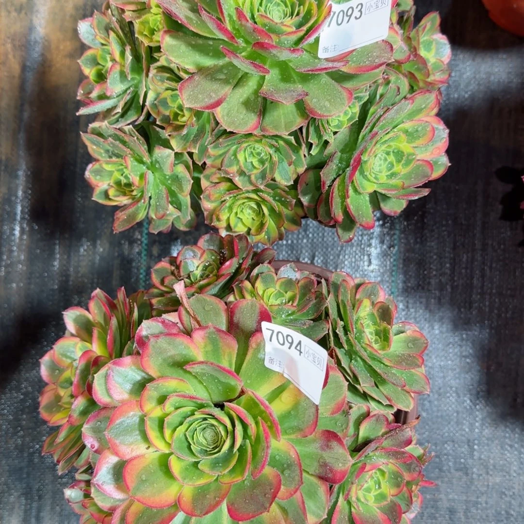 月**楼7093➕7094多肉奶白