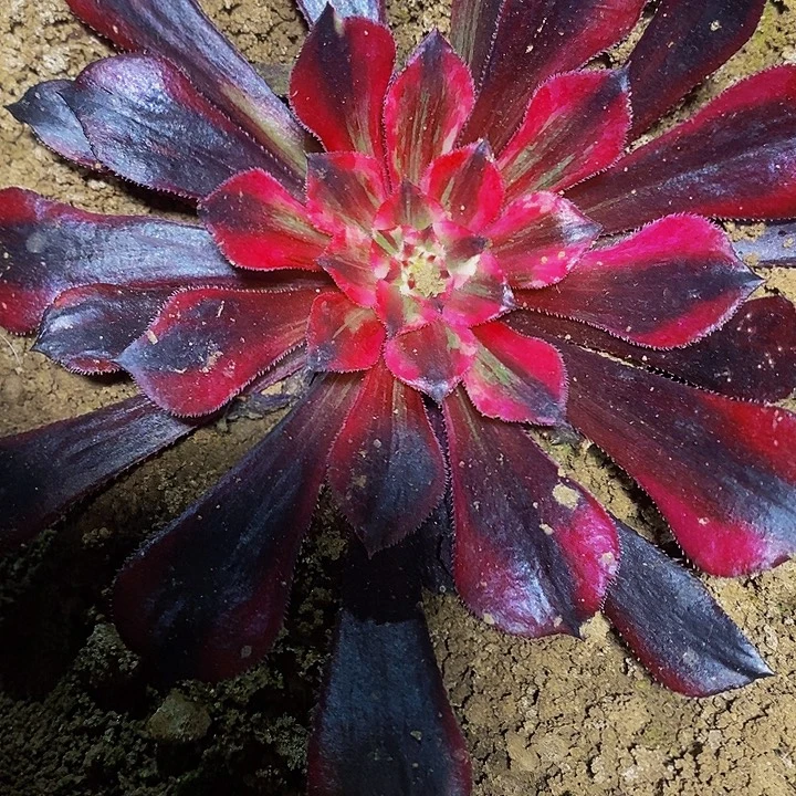 同花顺法师多肉植物