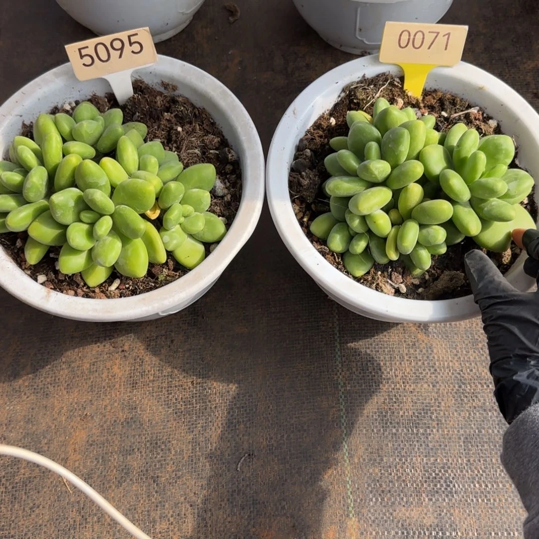 橙***ᐝ5095。  0071两颗芒果奶