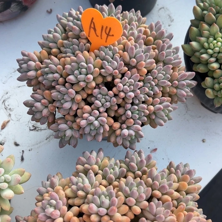 一***️多肉植物一物一拍
