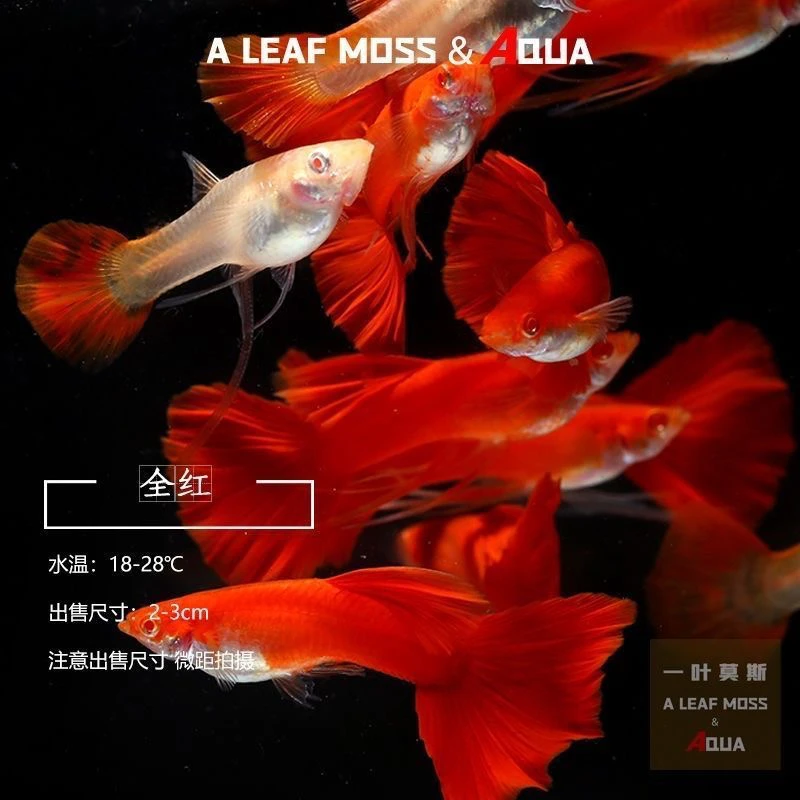 【美系全红孔雀鱼】纯种热带观赏鱼好养耐活小型淡水鱼苗
