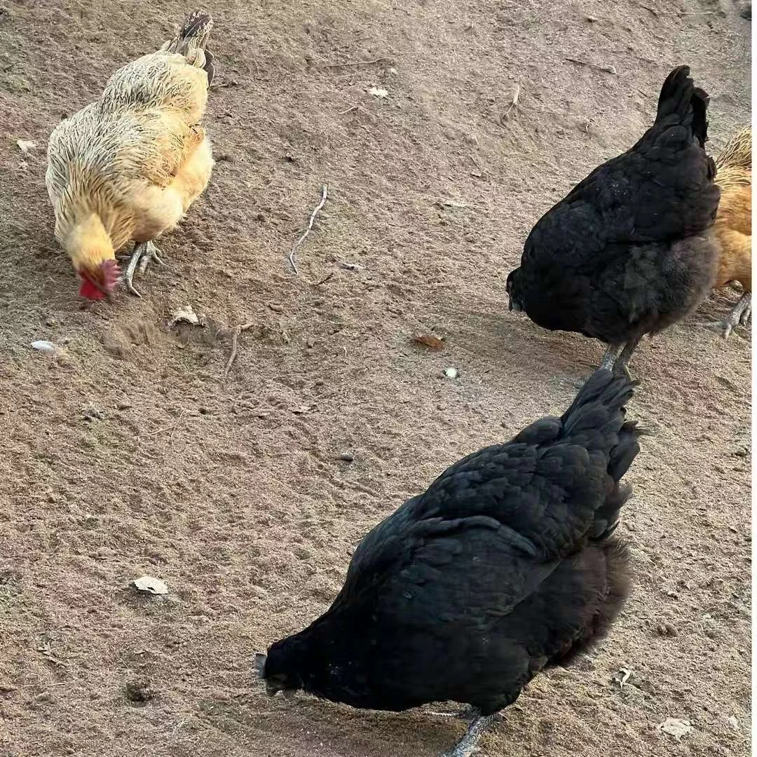 莲花山李姐散养老母鸡一年