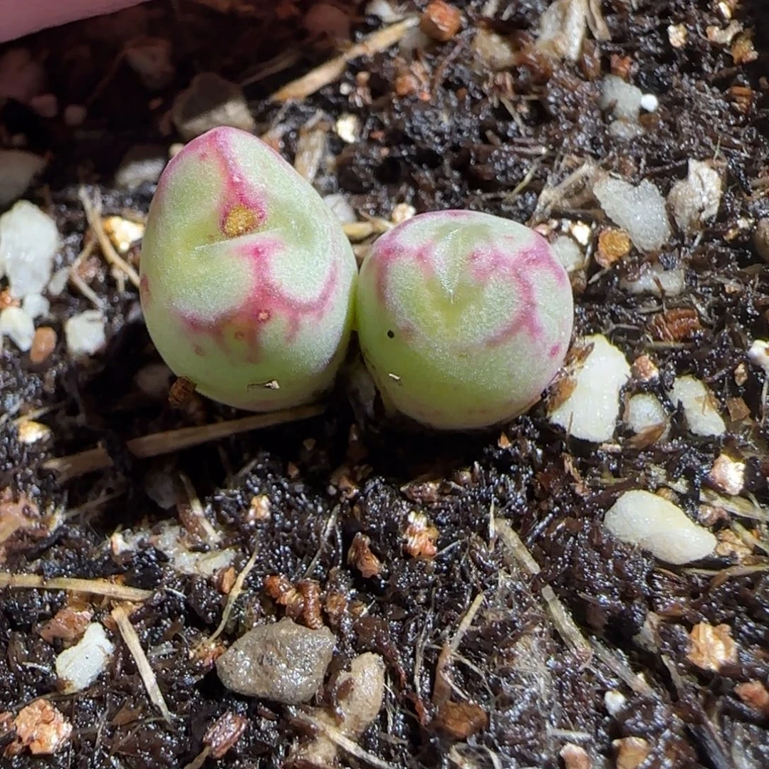 肉锥多肉植物百科-红线元宝561有疤