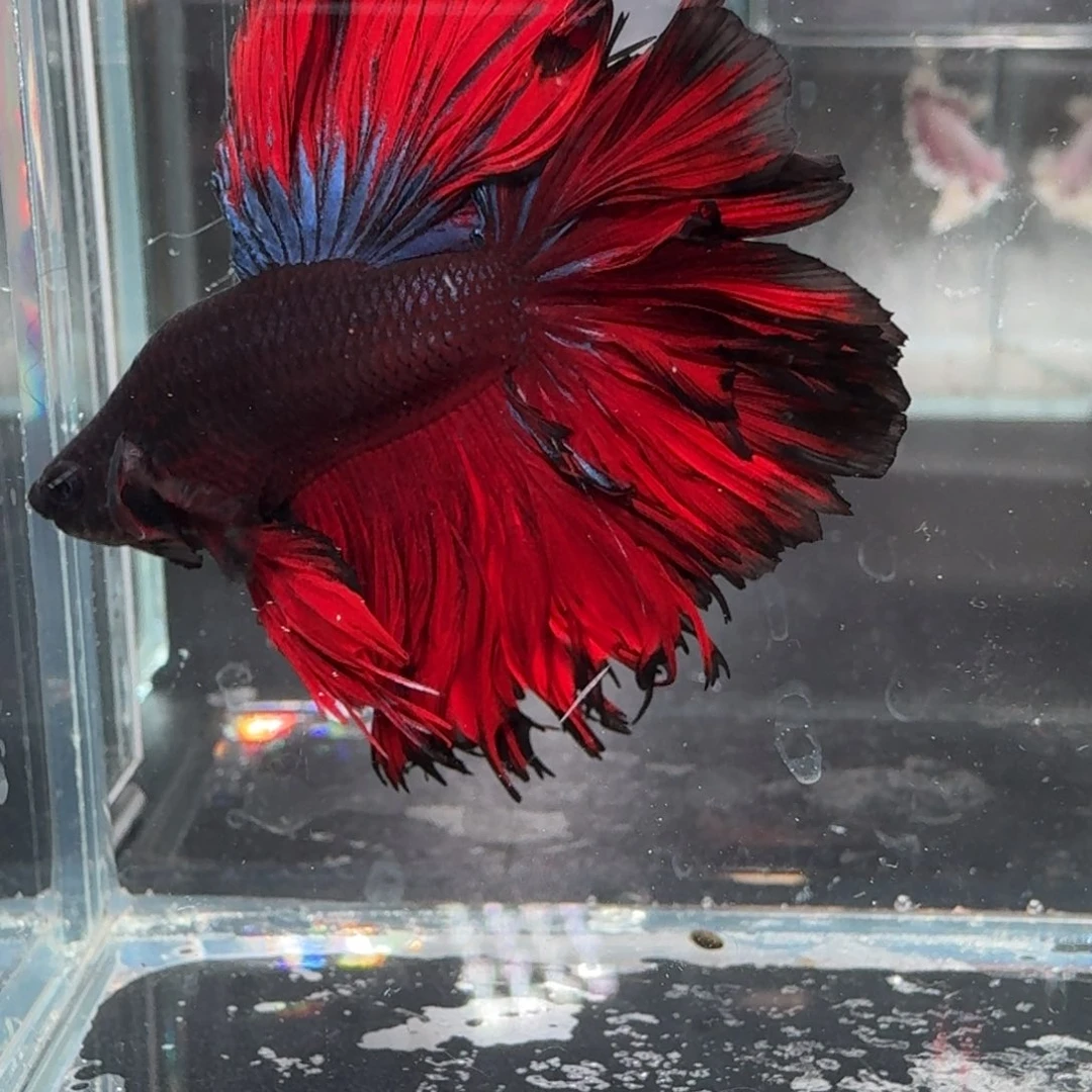 海水鱼6号拍品印尼斗鱼