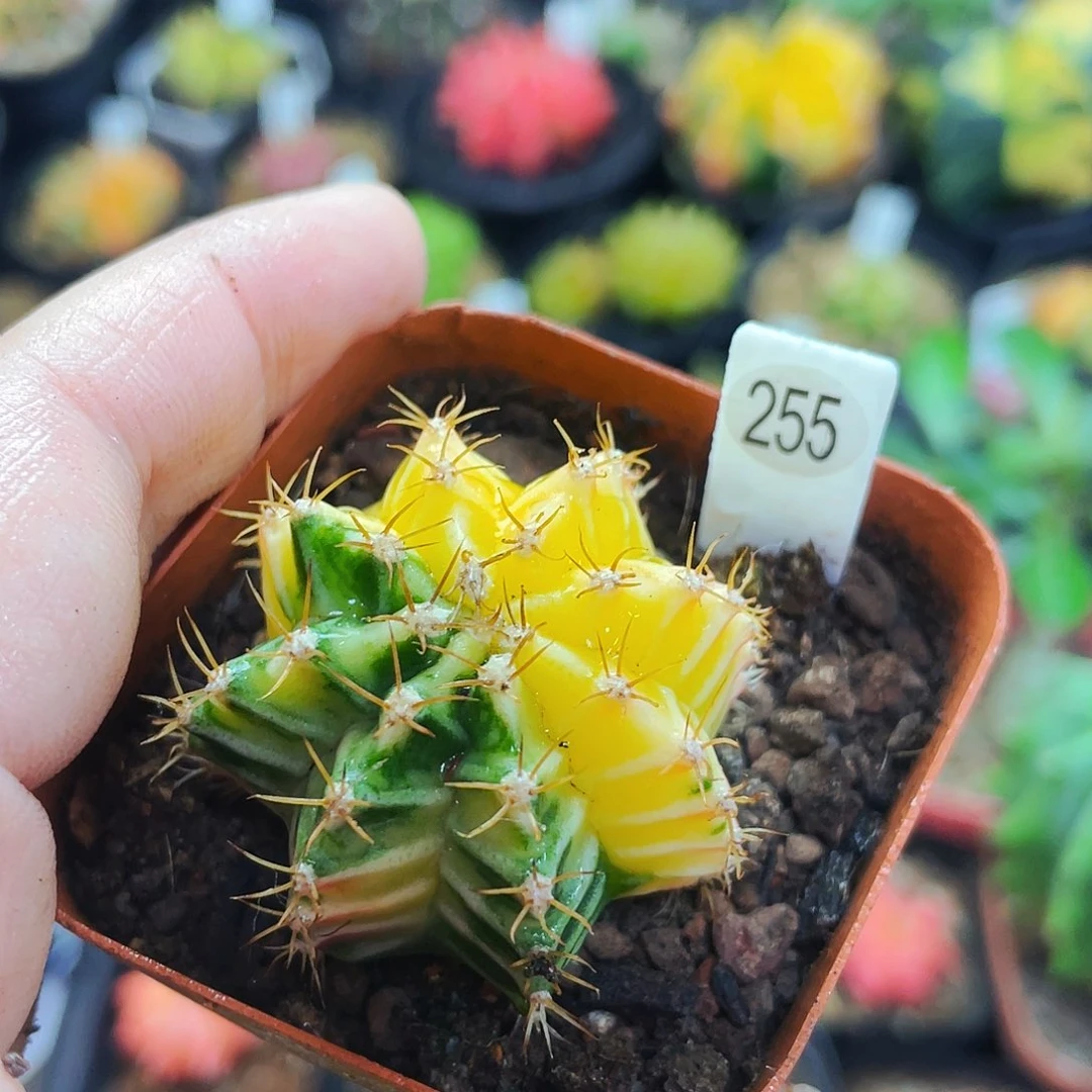 花田非偏远地区满25包邮仙人球裸根发货