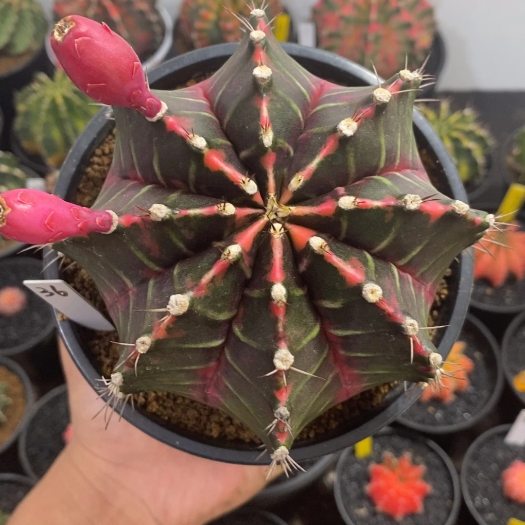 超大全品米哈—带盆土发货