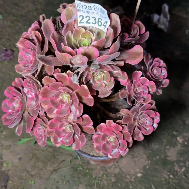 22364凤冠不包断枝duorou
