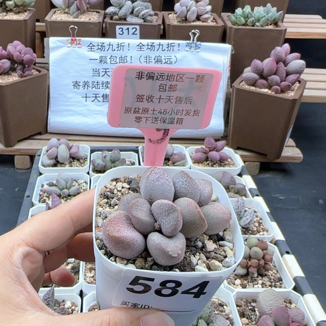 584甜心多肉植物