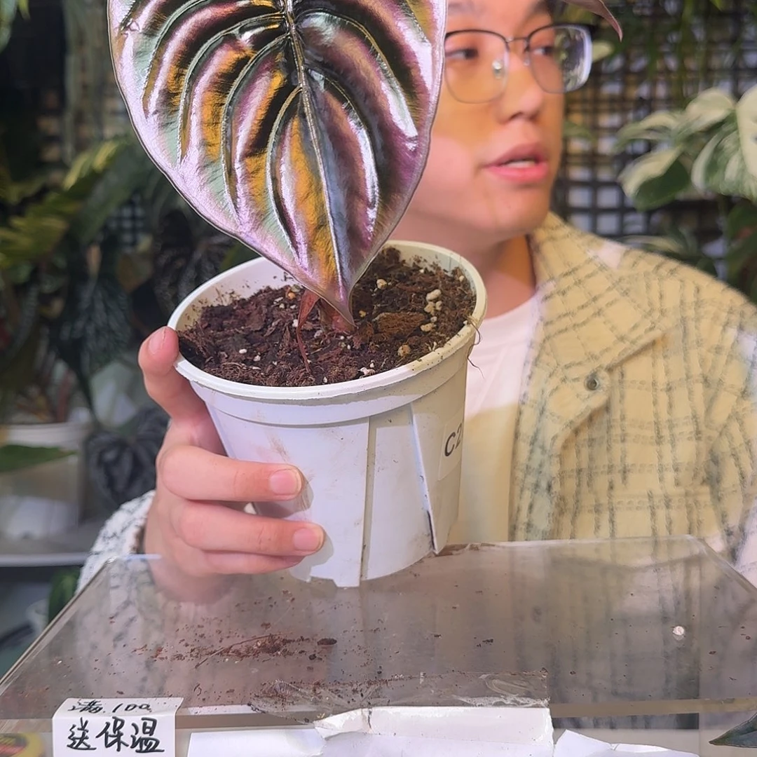 不开花植物C277黑铜海芋