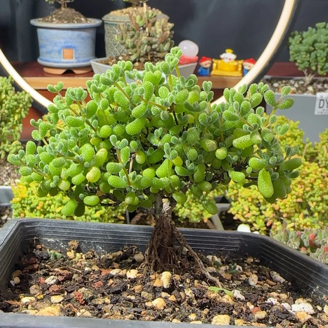 dy0525翡翠老桩直杆小树冠服10cm