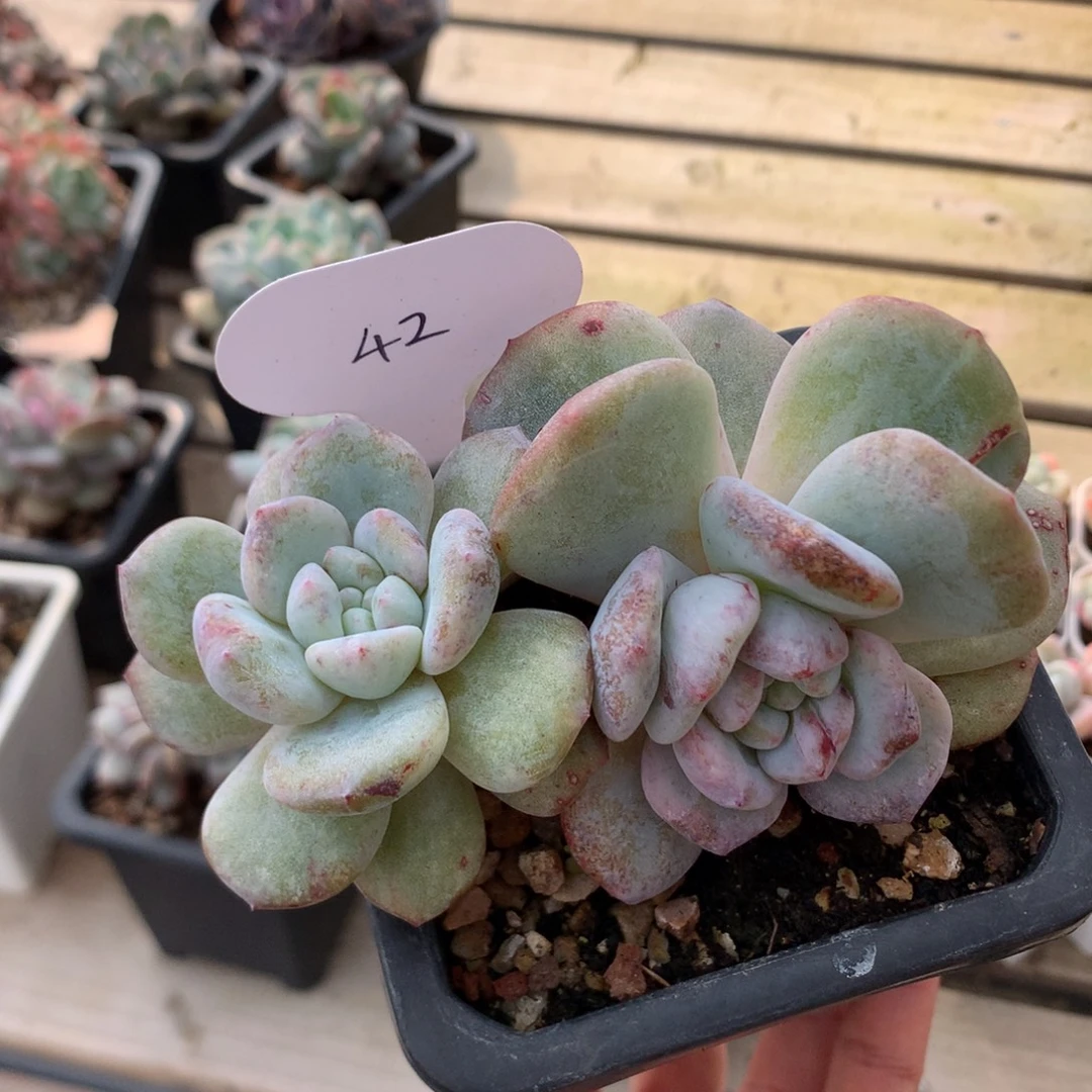 12.5厘米双头星影石化阴阳脸 42