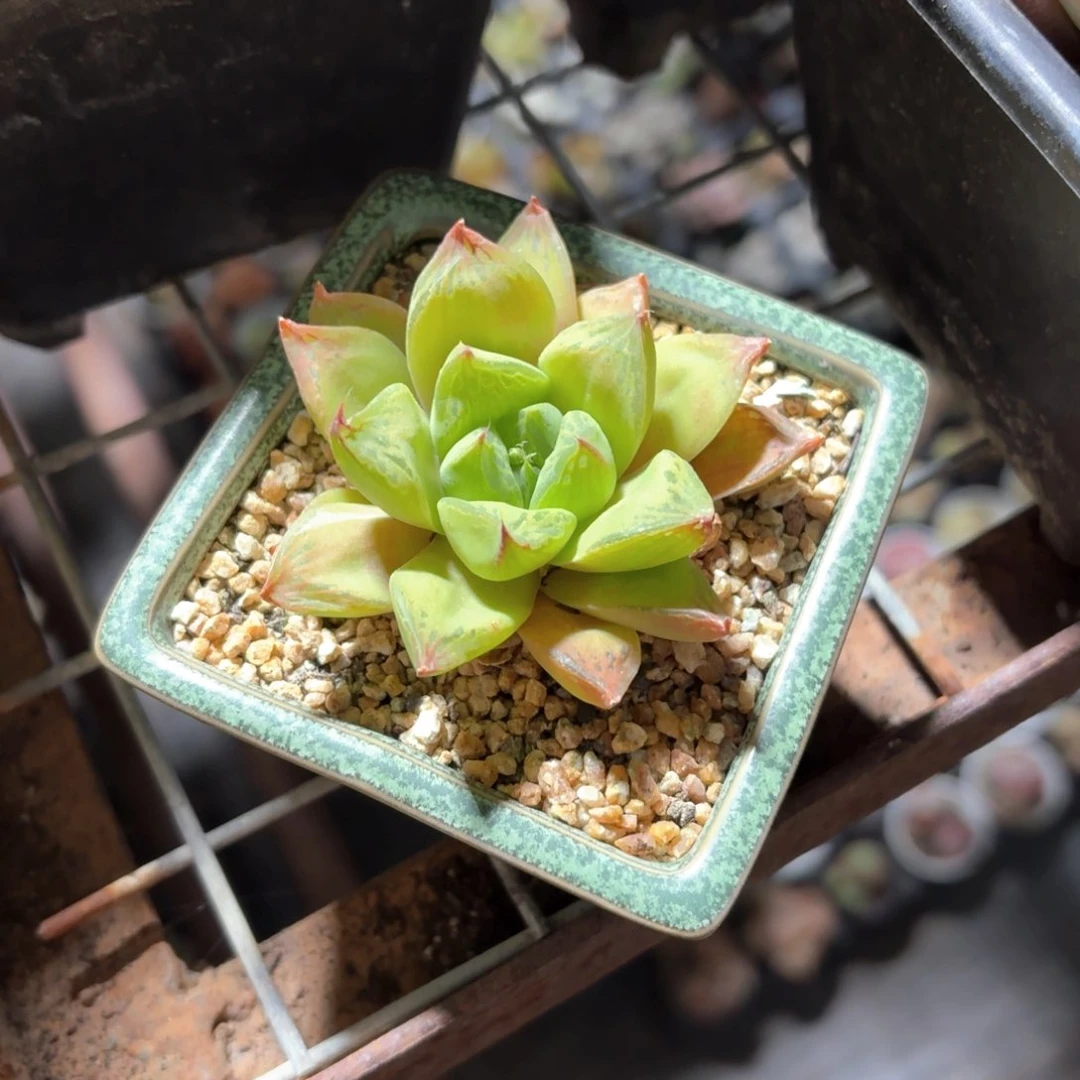 多****你宝草玉露绿色方盆