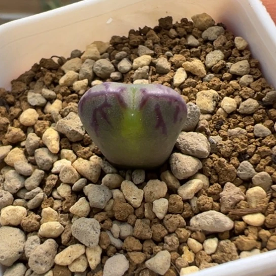 送奶工杂一颗长流水962。