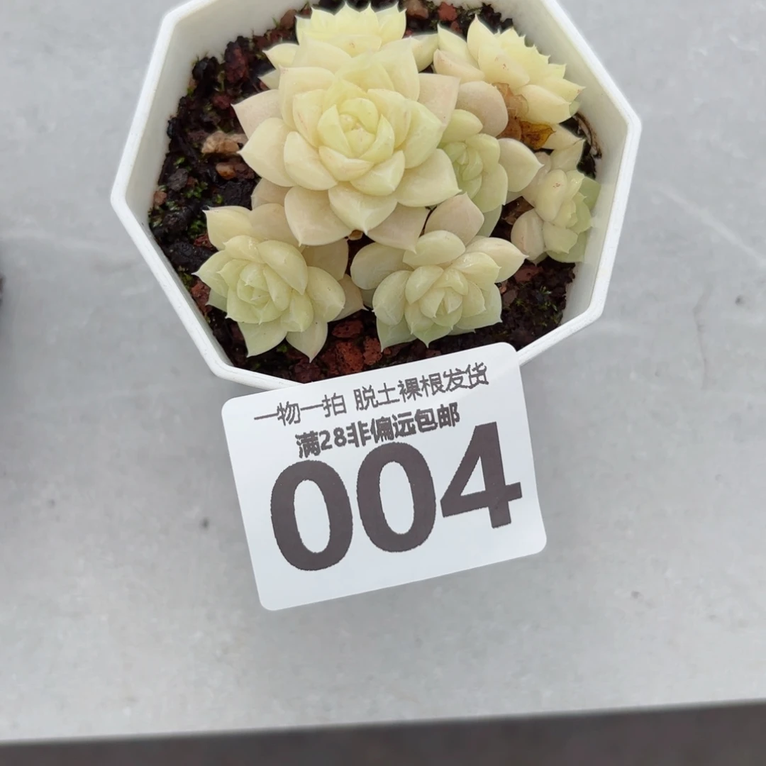 白天鹅麦秆无盆土发货
