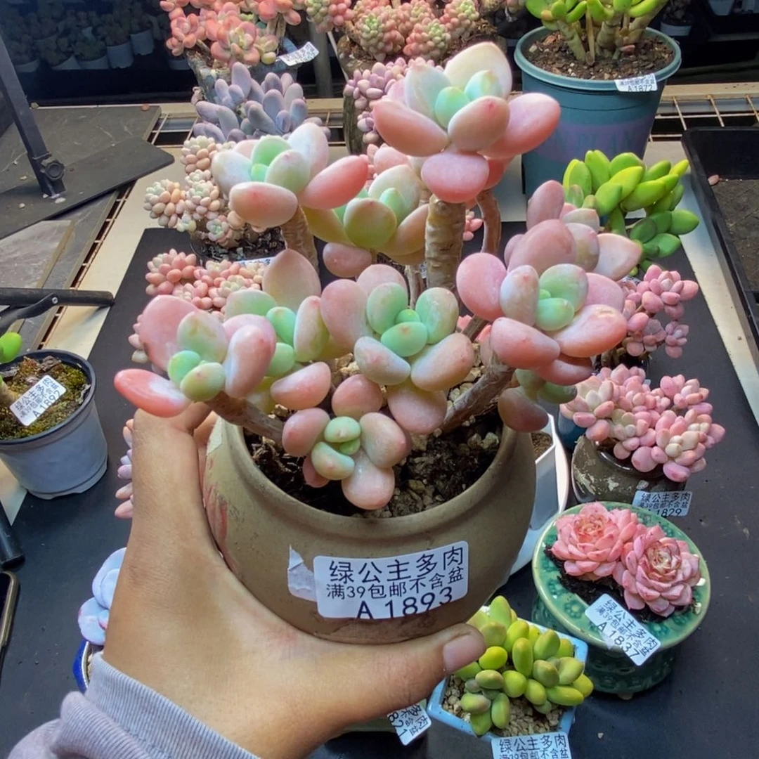 893橘子香水多肉9c m