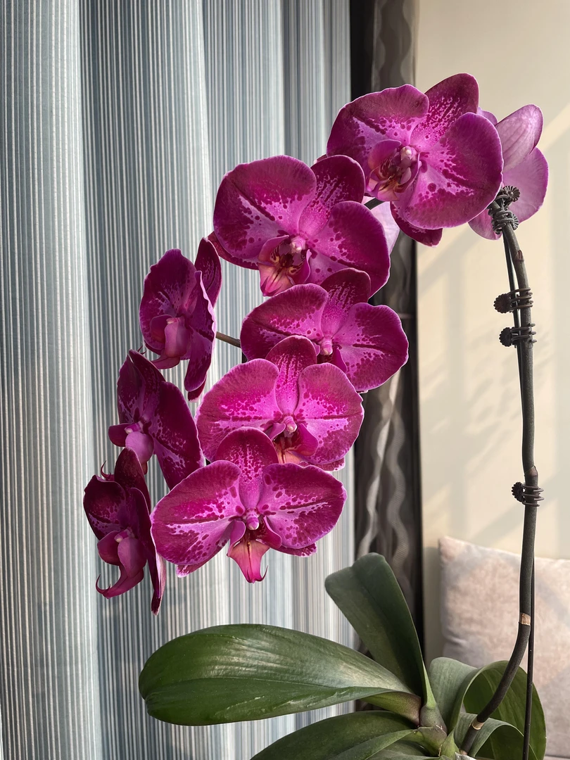 （潮流）网红蝴蝶兰瑕疵不售后 云南昆明基地直发