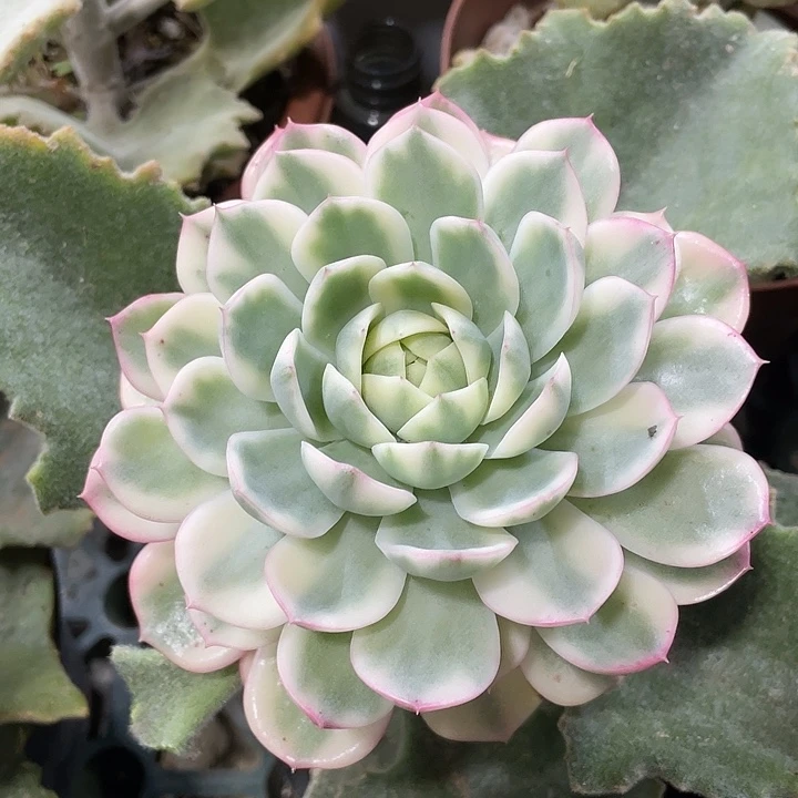 韩水晶锦一物一拍锦龙