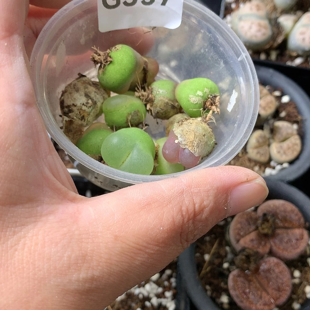 甄*能G357多肉植物保护研究所
