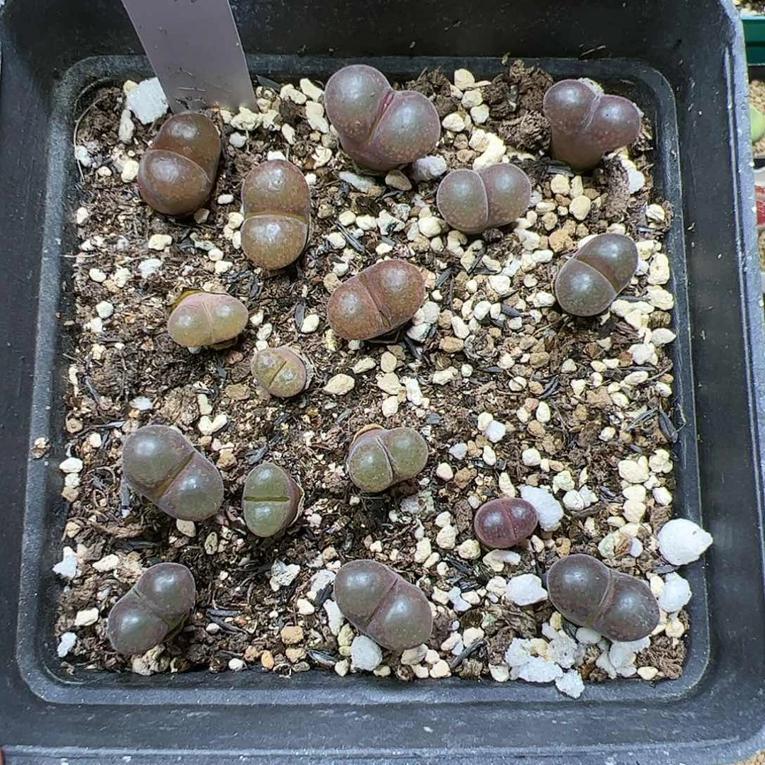 【闪购商品】324 风铃