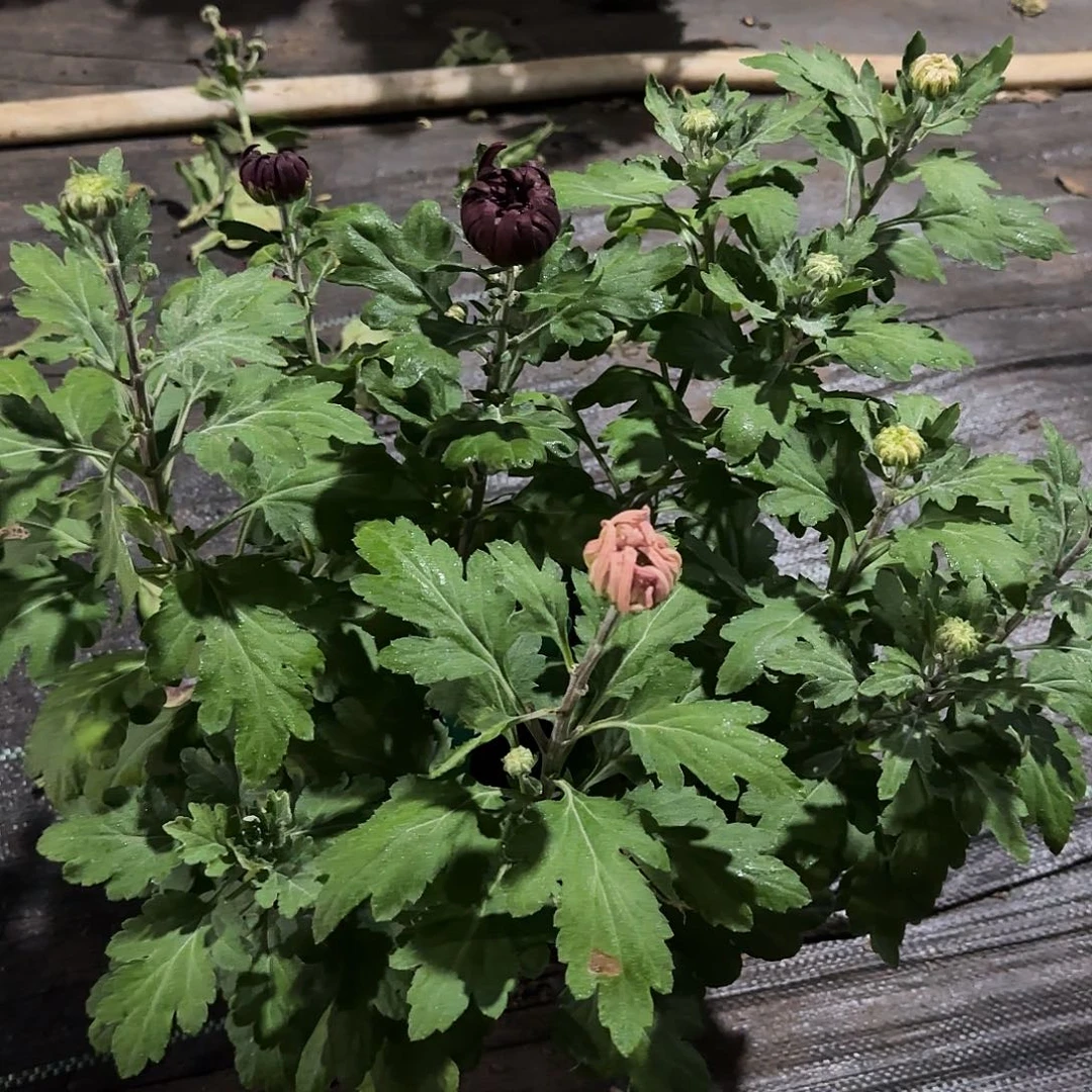 无花朵A3333343333