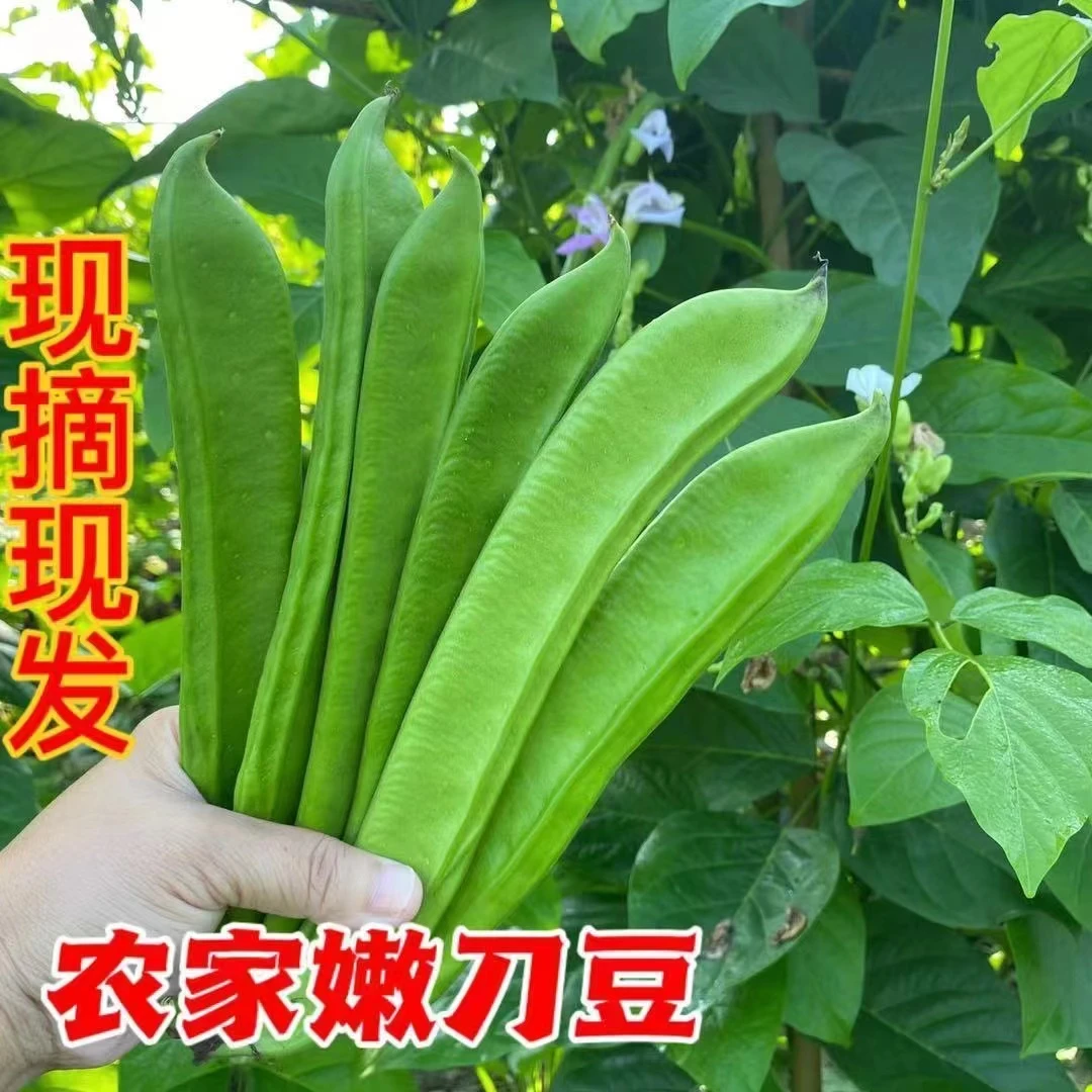 新鲜刀豆5斤包邮江西农家自种 时令蔬菜刀豆剁椒原料 刀把豆