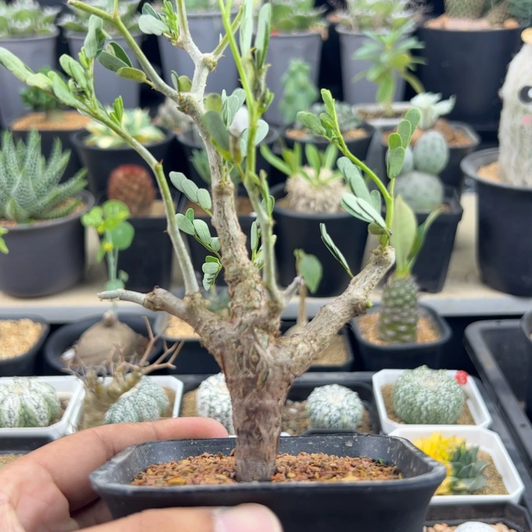 沙漠苏木实生一物一拍带盆发