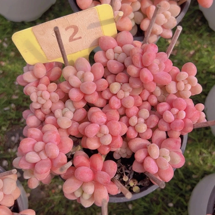 健健康康平平安安