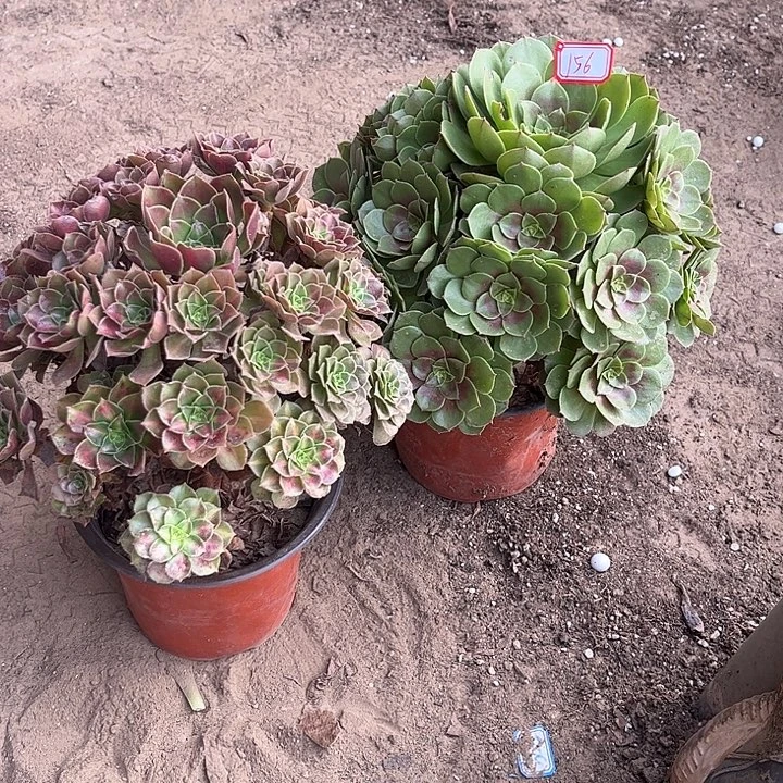 156多肉植物组合，