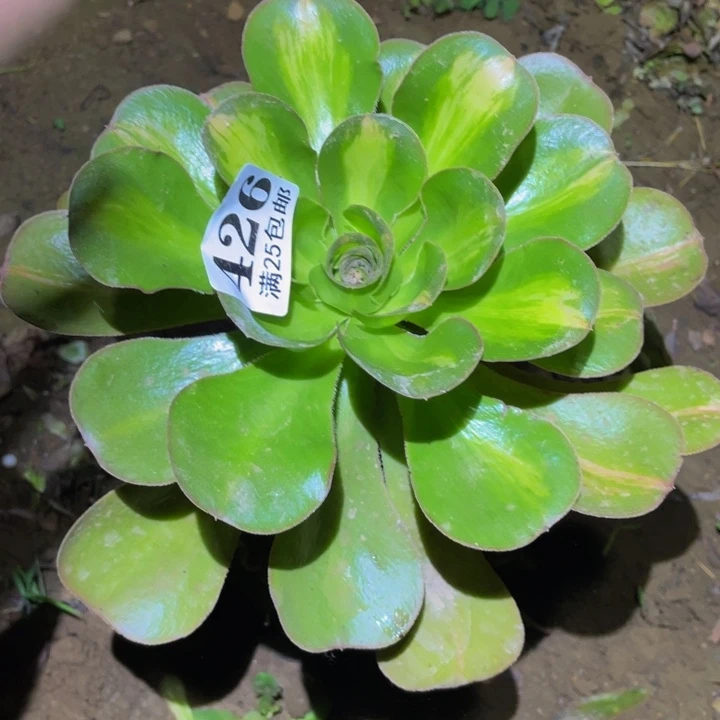洛***辰燕姿中班多肉多肉植物426