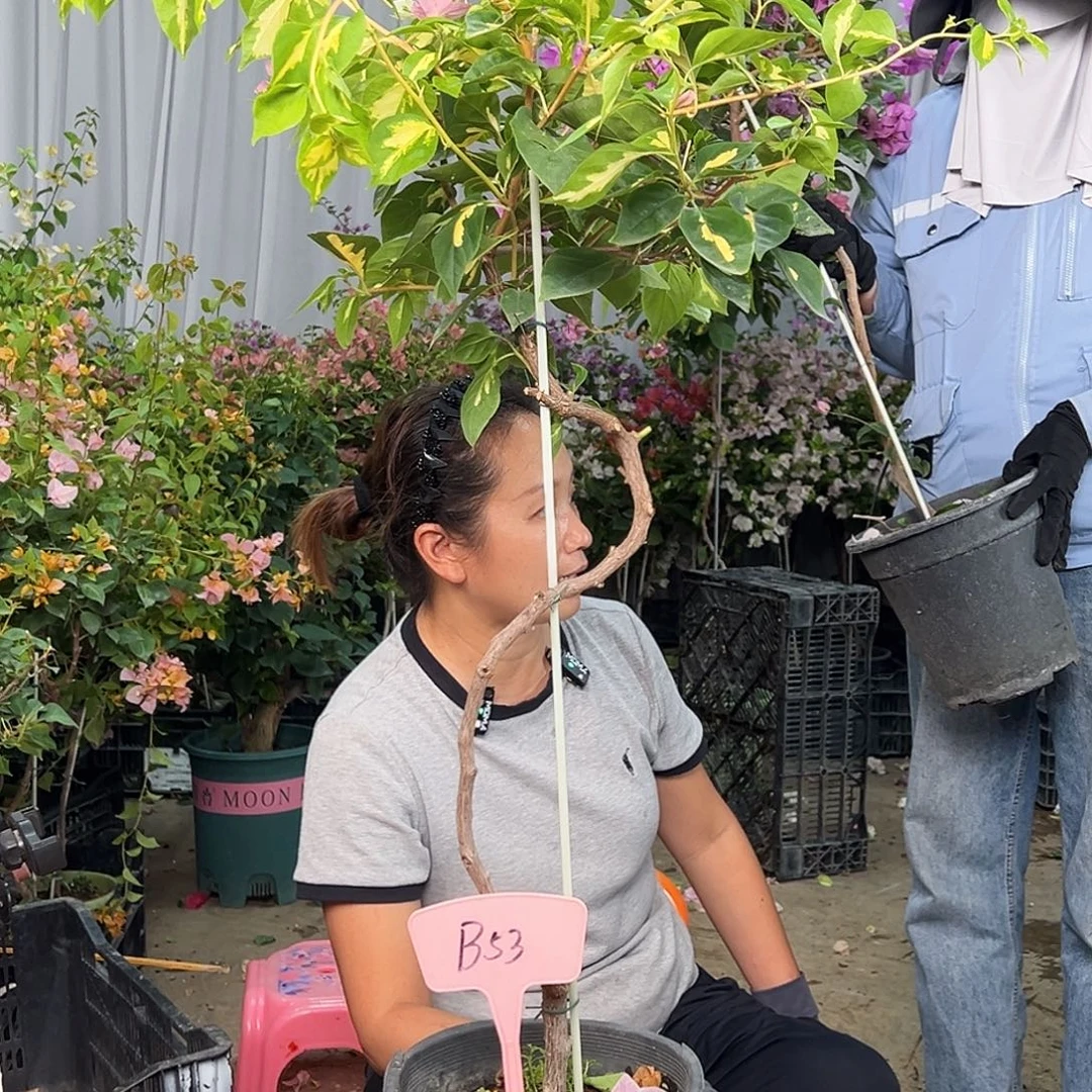 广***具当前无花栽培后可以开花B53橙白