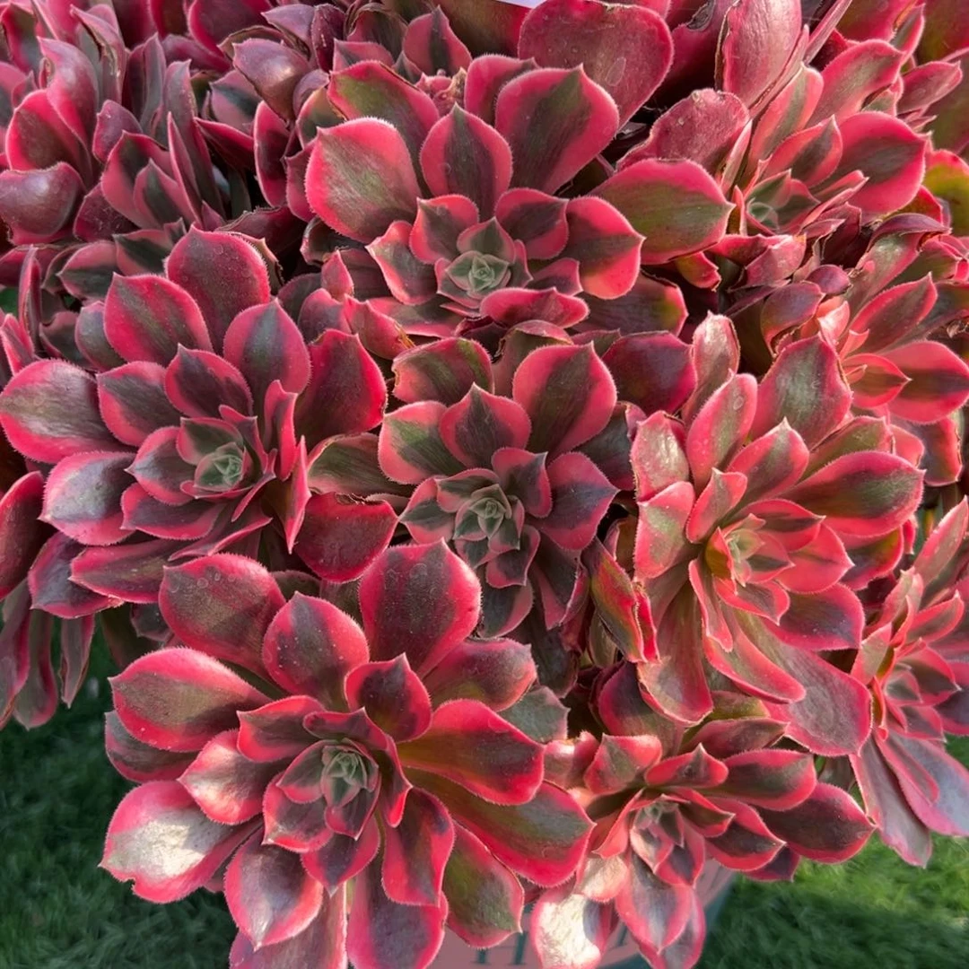 233，红粉佳人多肉植物法师