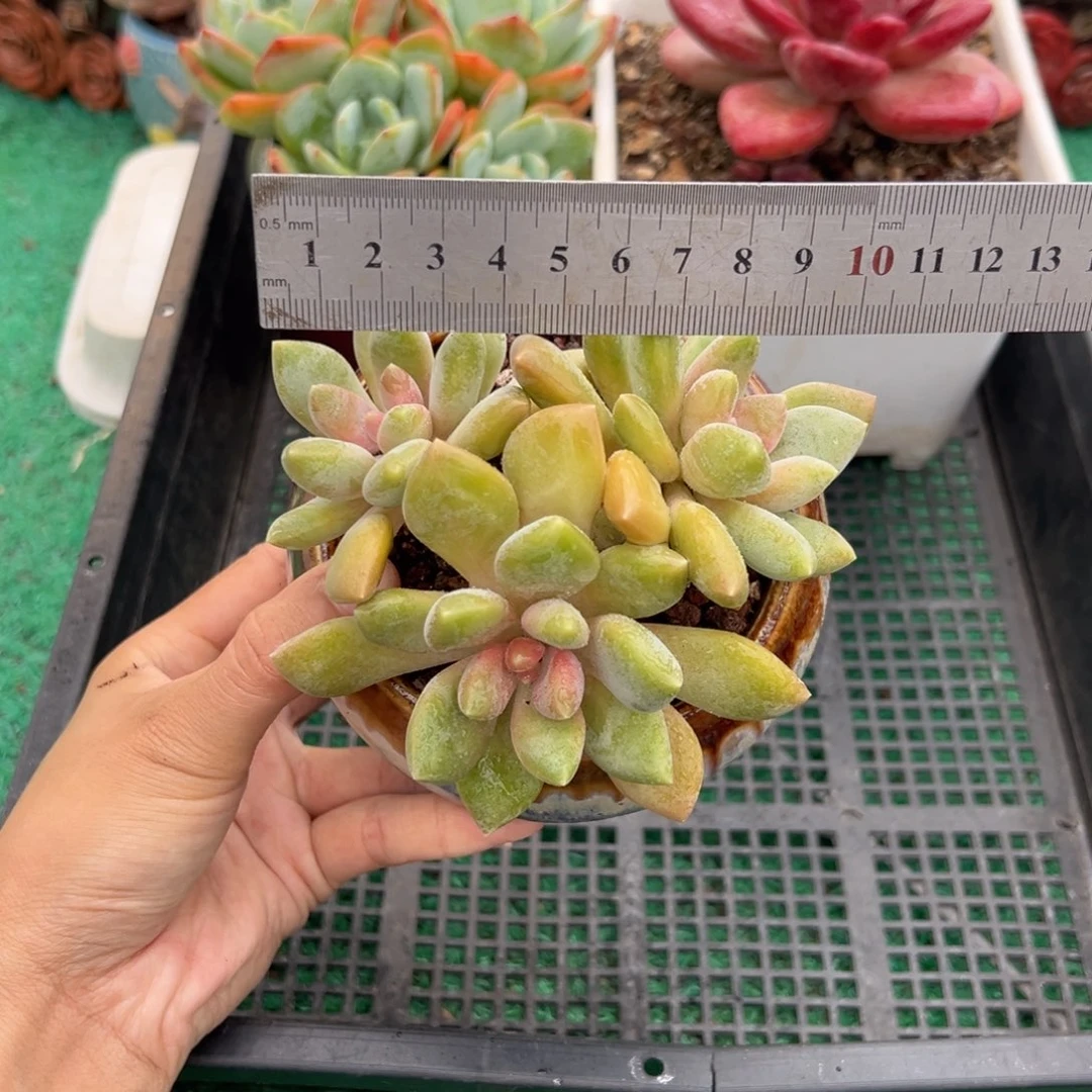 表妹精品多肉植物180.