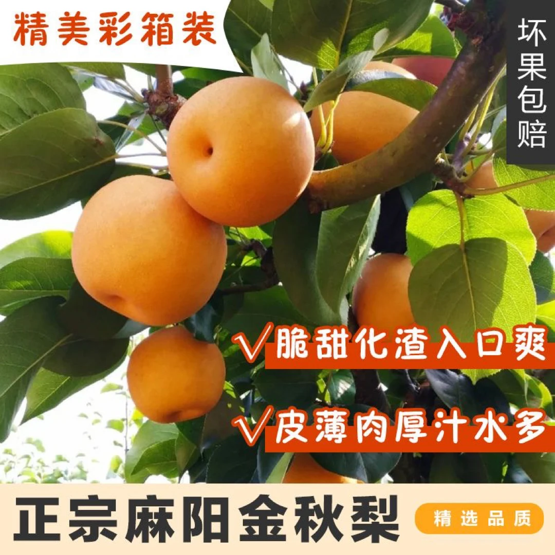 湖南麻阳高山金秋梨脆甜多汁产地直发