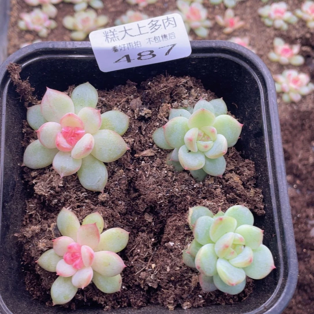 糕大上多肉植物487