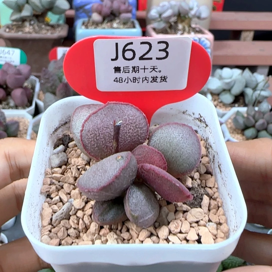 一物一拍。    623。