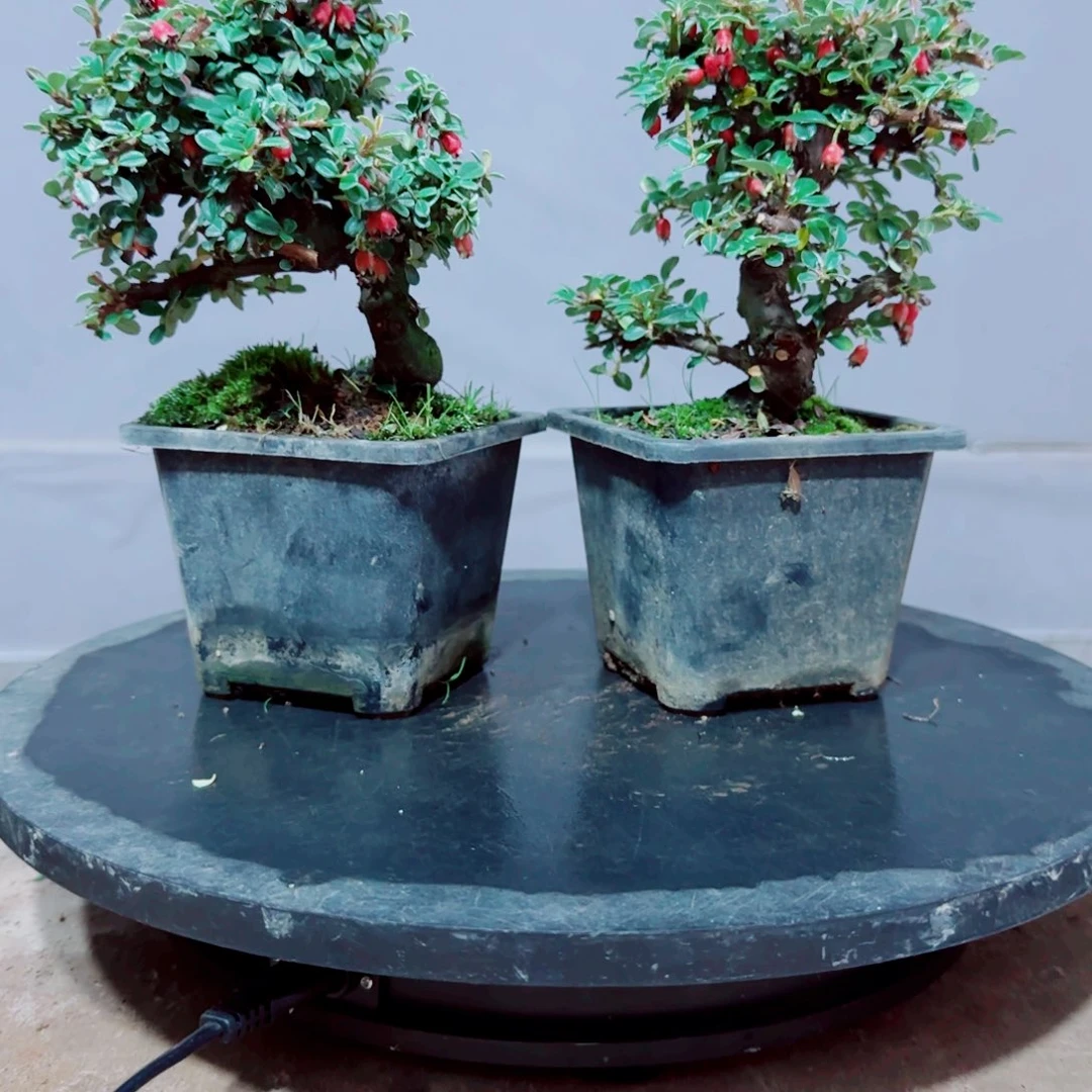 用***1白花小叶珍珠栒子