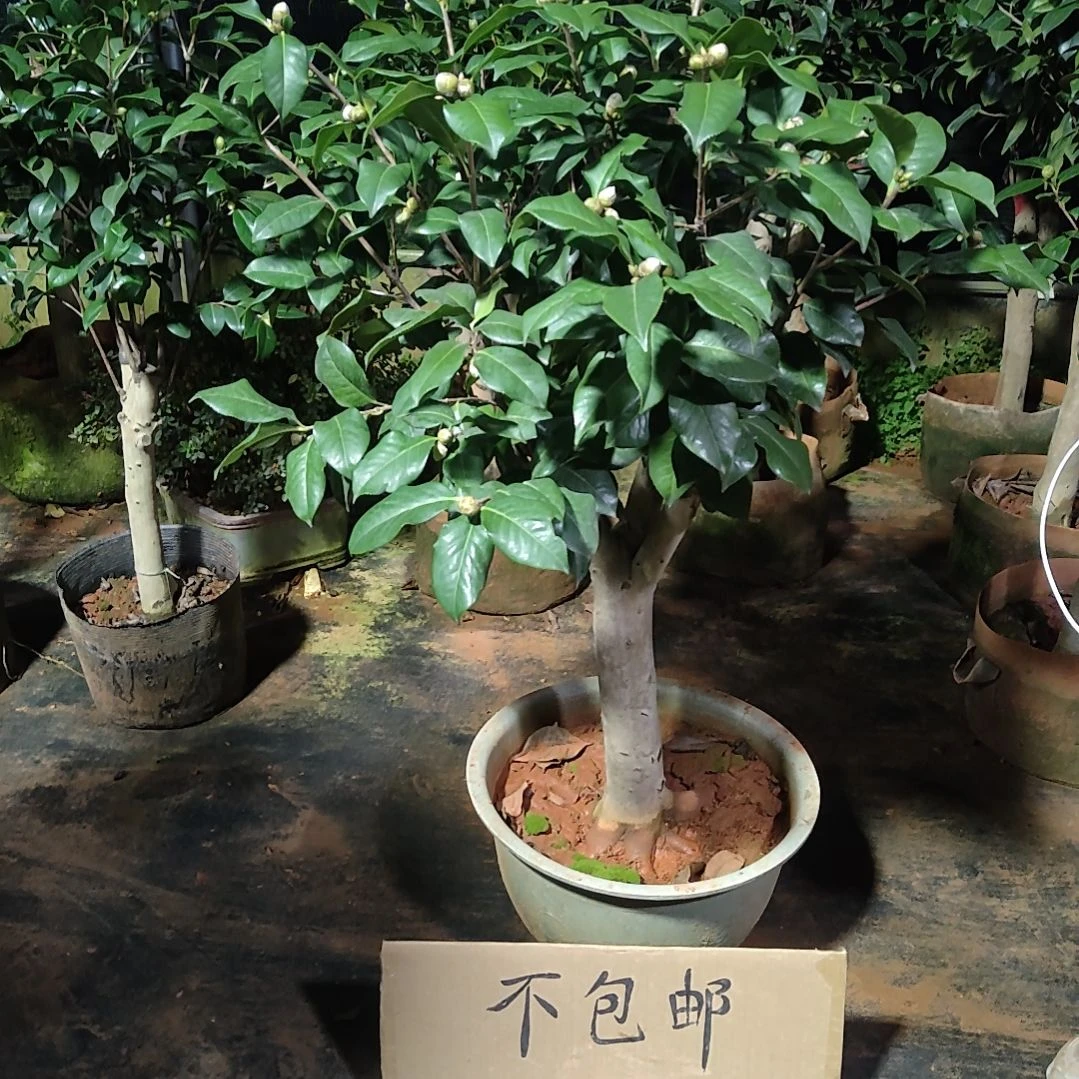 全部花苞久****1拉力皮特不包邮