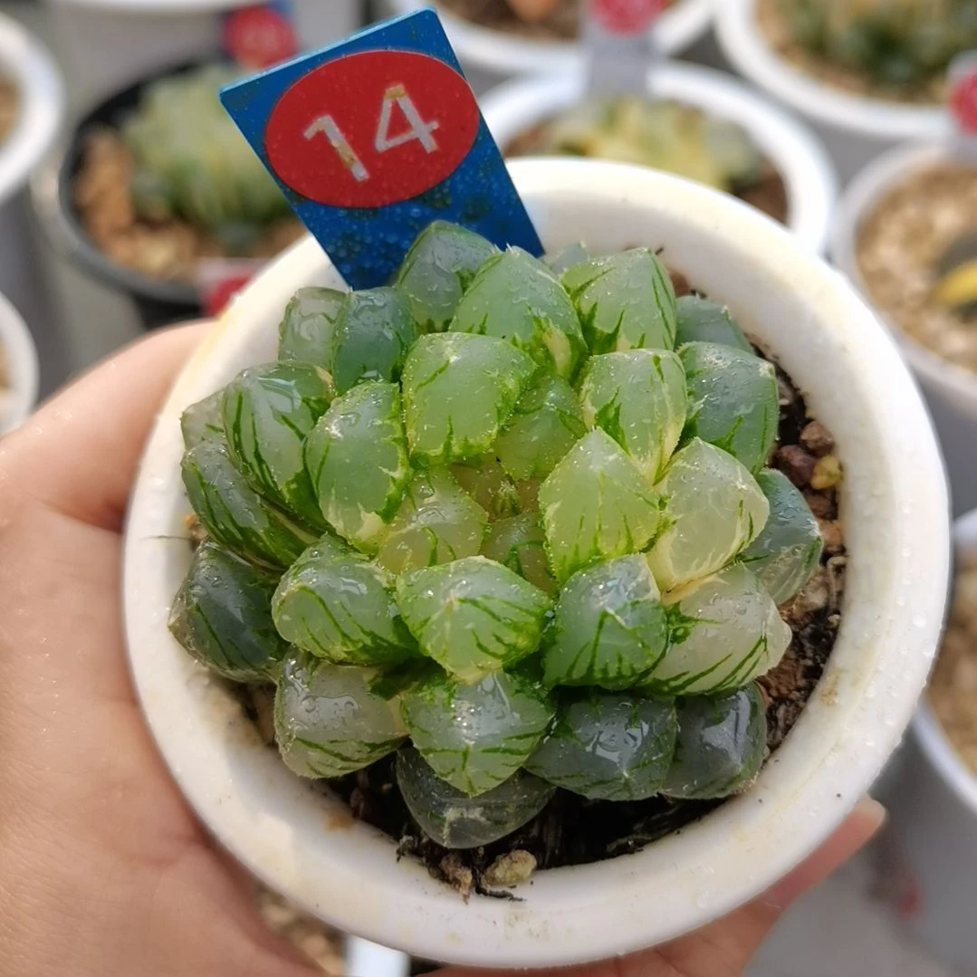 14号OM玉露锦一物一拍带盆土发货