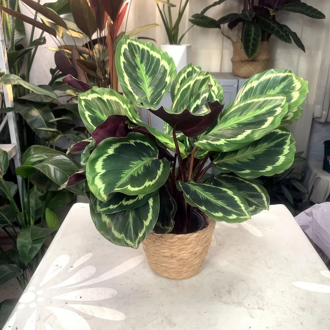 带草编筐彩虹盆栽类观叶花卉室内客厅四季常青好养易活耐阴绿植