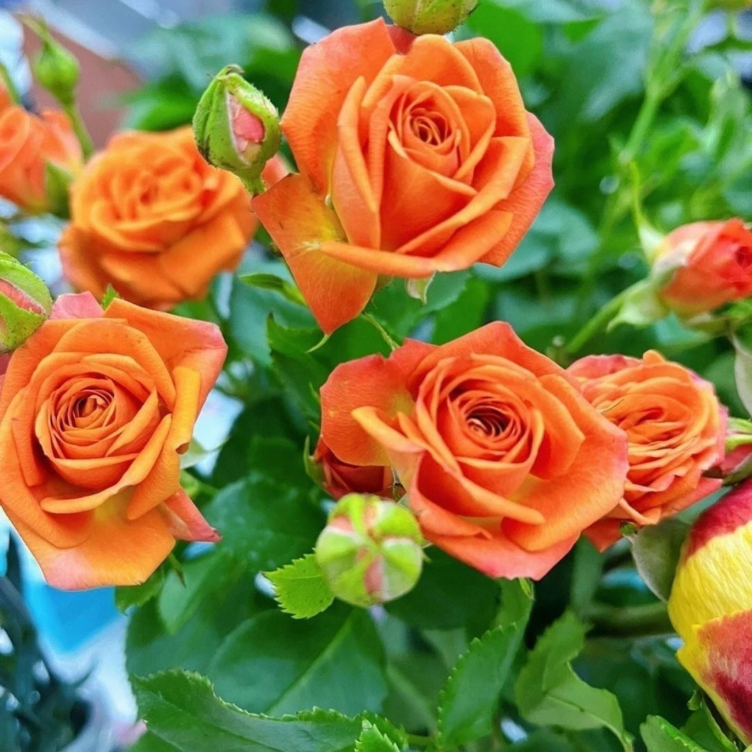 （高级橙）月季花盆栽花卉多年生